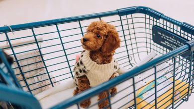 21 best pet store wordpress themes 2023
