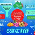 facts about coral meanings properties and benefits